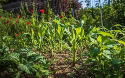 Growing a Garden