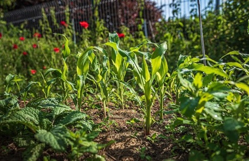 Growing a Garden