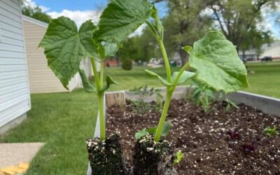 Student Gardening