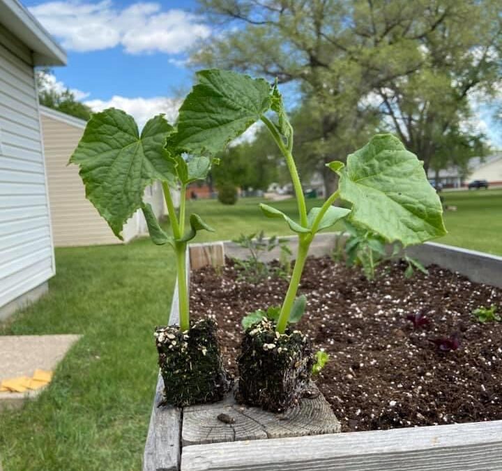 Student Gardening